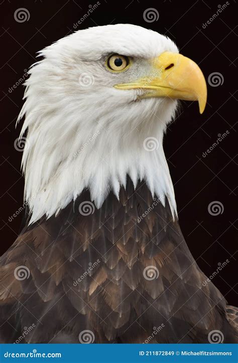 Bald Eagle Portrait Stock Image Image Of Predator Head 211872849