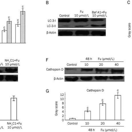 3 MA Reversed Fucoxanthin Induced Autophagy In HeLa Cells After