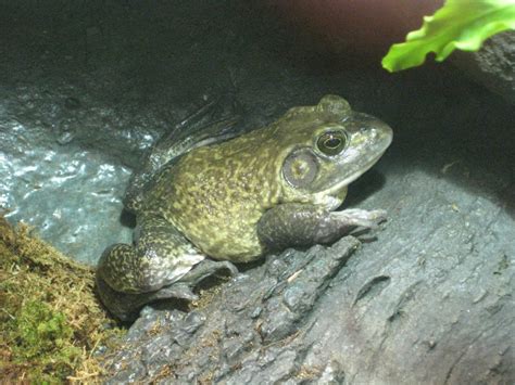 American Bullfrog | Raymie's Zoo