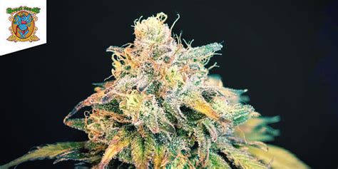 Sweet Seeds Cannabis Seeds Zamnesia