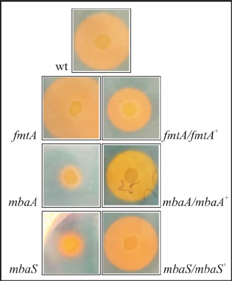 Detection Of Siderophore Production By B Pseudomallei On Cas Agar