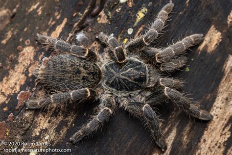 Pterinochilus Chordatus