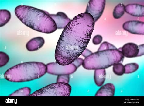 Yersinia Pestis Hi Res Stock Photography And Images Alamy