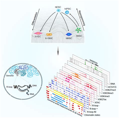 研究绘制人类干细胞多谱系分化和重编程的多维表观遗传图谱 中国科学院