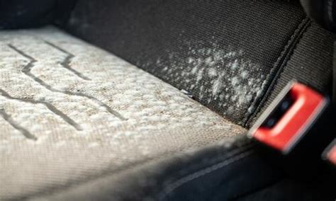 How To Completely Remove Mold From Car Seats MoldTutor