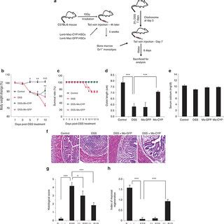 Adoptive Transfer Of Cd B Gr Monocytes Overexpressing Cyp B