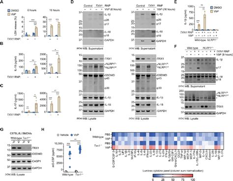 Trx Restrains Nlrp Activation A To D N Tert Keratinocytes Were