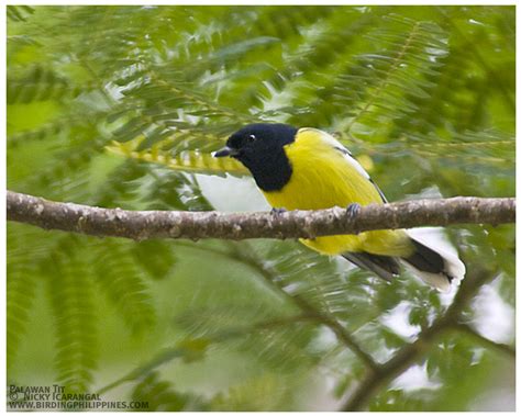 Birds From Palawan Birding Adventure Philippines Guided