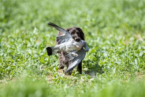 The Field's guide to pigeon shooting - The Field Pigeon shooting