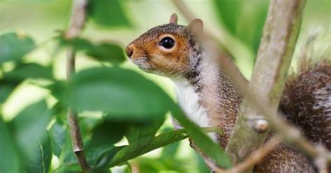 Do Squirrels Hibernate? A Look Inside Their Fuzzy Lives