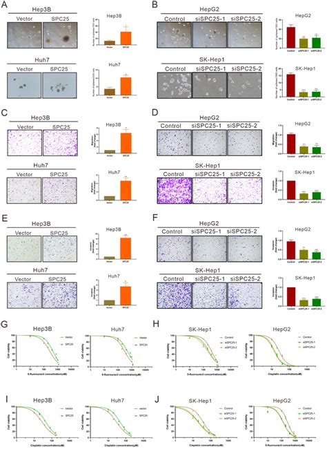 Spc25 Induces The Cancer Stem Like Cell Phenotype Of Hcc Cells A B