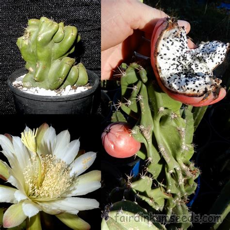 Monstrose White Fruit Apple Cactus Cereus Plant Fair Dinkum Seeds