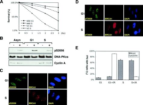 Cell Cycle Dependence Of Dna Dependent Protein Kinase Phosphorylation