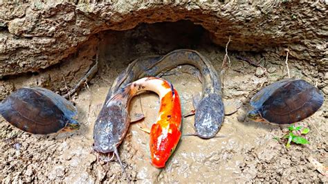 Menemukan Ikan Lele Raksasa Ikan Koi Ikan Cupang Ikan Channa Koi