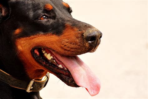 Doberman Dog Wildlife - Free photo on Pixabay