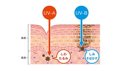 Uvaとuvbの違いってなに？美容のために知っておきたい紫外線が肌に与える影響｜お役立ちコラム｜基礎化粧品ドモホルンリンクル