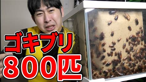 【閲覧注意】大量のゴキブリが紙袋を食い破って出てきました Youtube