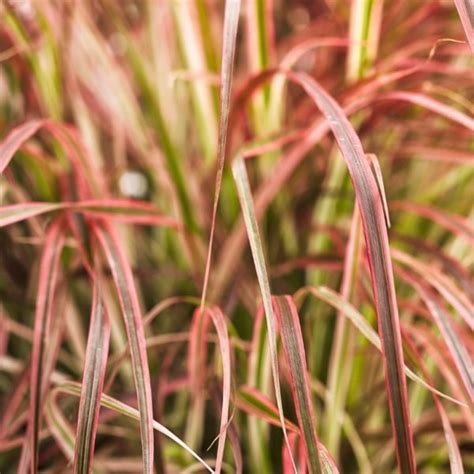 Get Fireworks Variegated Red Fountain Grass Graceful Grasses Proven