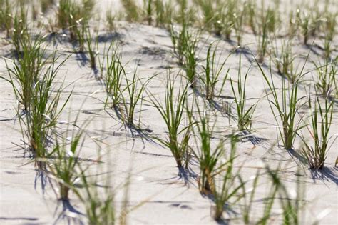 Grass And White Sand Dunes On The Beach On A Hot Summer Afternoon Photo Background And Picture