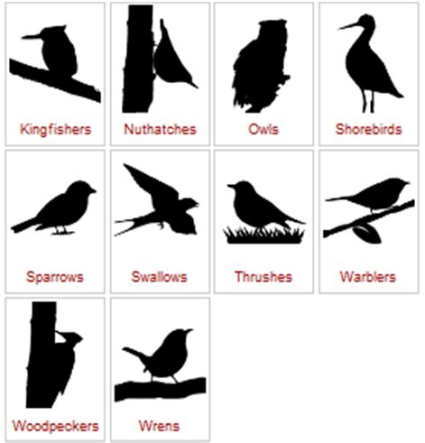 Teaching Bird ID – K-12 Education