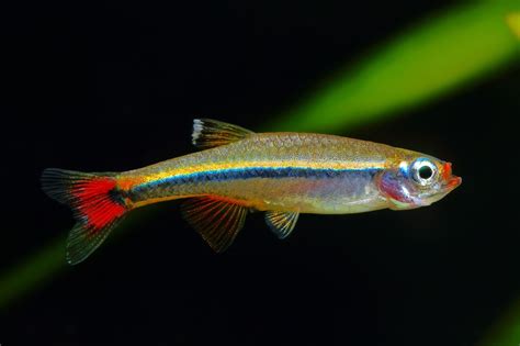 Colorful And Active The Best Danio Fish Species For Your Aquarium