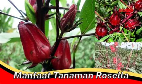 Temukan Manfaat Tanaman Rosella Yang Jarang Diketahui Biotifor