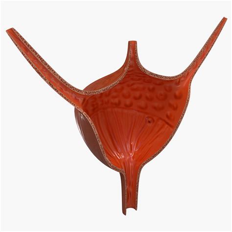 Urinary Bladder 3d Model 35 Max Free3d