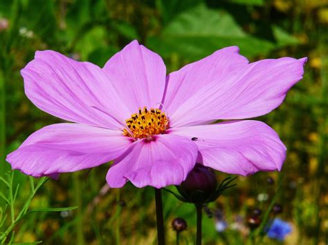 Cosmea Schmuckk Rbchen Bl Te Kostenloses Foto Auf Pixabay