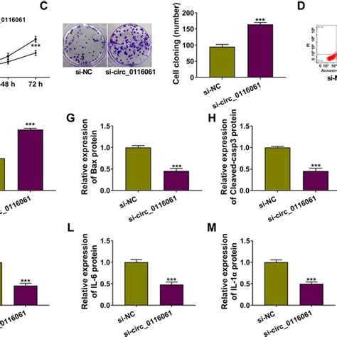 Smurf Knockdown Regulated The Biological Functions Of Oa Chondrocytes