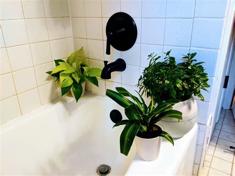 The Top Five Plants For Windowless Bathrooms Best Bathroom Plants