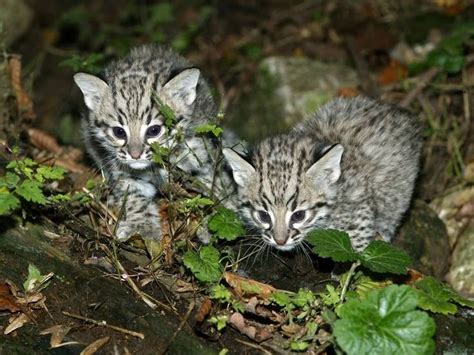 As Es El Gato De Nari O La Nueva Especie De Felino Que Fue