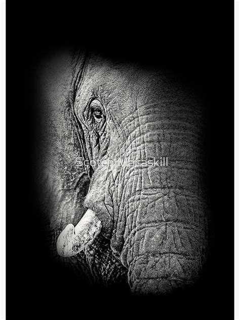 African Elephant Close Up Art Print For Sale By Scotch Redbubble