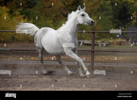 Stallion Arabian Grey Horse Running Wild Stock Photo Alamy