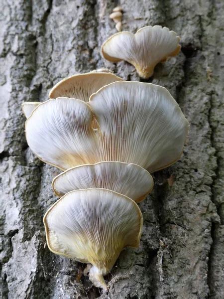 Pleurotus ostreatus el hongo perla ostra o el hongo árbol ostra en el