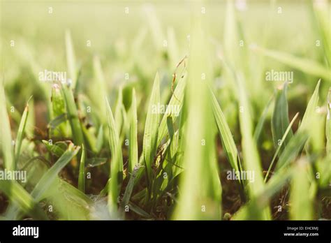 grass meadow background Stock Photo - Alamy