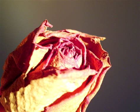 dryrose  stock photo freeimages