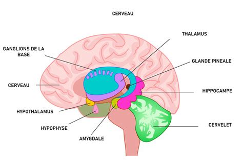 Cerveau limbique rôle du système limbique