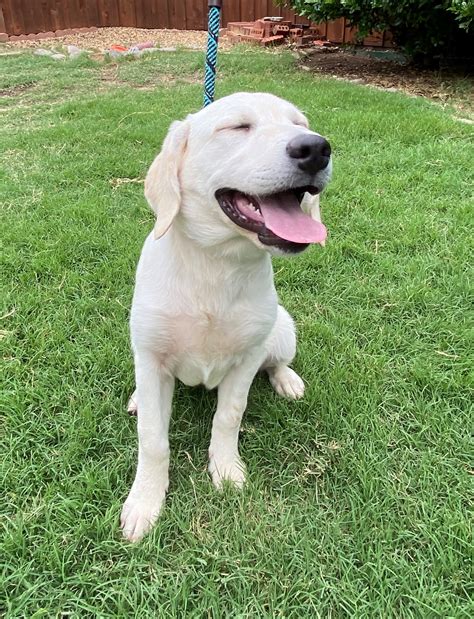 Lone Star Labrador Retriever Rescue