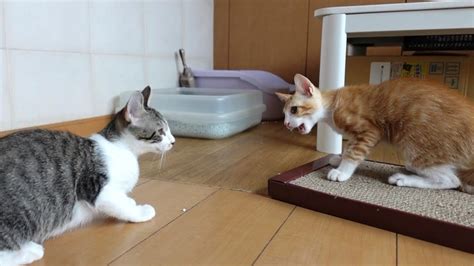 兄弟喧嘩勃発！子猫たちが初めて激しい喧嘩をした結果 動物（犬・猫 他色々）【まとめ動画】