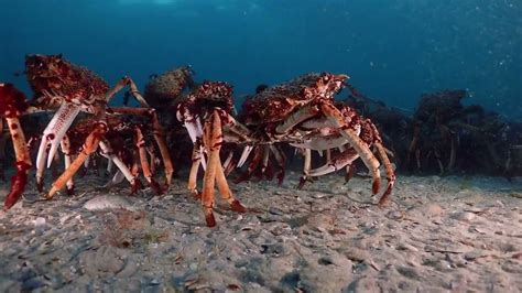 Spider Crab Get Together In The Heart Of Port Phillip Bay Youtube