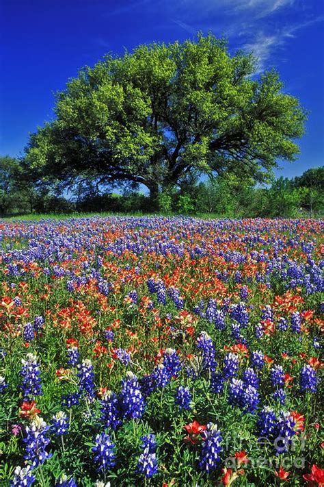 Texas Photograph Paintbrush And Bluebonnets Fs000057 By Daniel