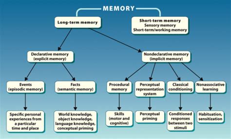 Long Term Memory Flashcards Quizlet