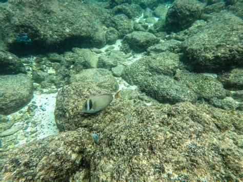 Sharks Cove Snorkeling In Oahu Hawaii North Shore Stock Photo Image