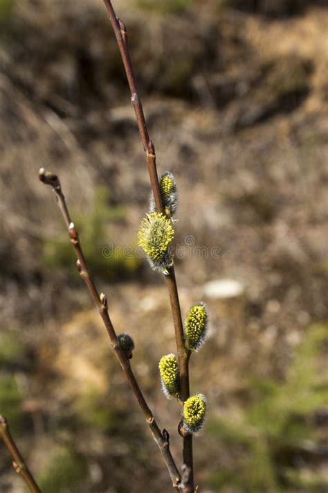Pussy Willow Stock Photo Image Of Sprout Withy Willow