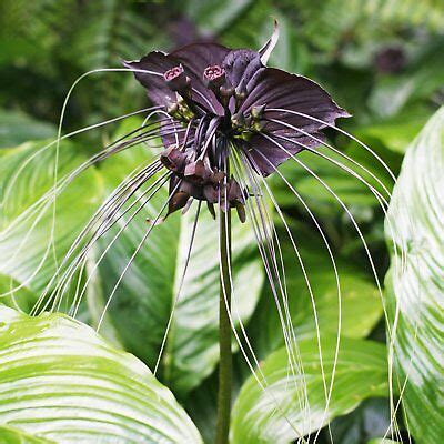 Tacca Chantrieri good size bulbs at seedsnpots.com