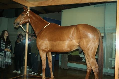 Phar Lap... Melbourne Museum, Melbourne Australia Melbourne Australia ...