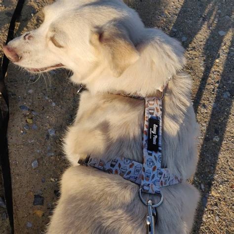 Dog Chest Harness Purple Emperor Etsy