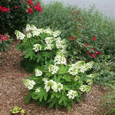 Shrubs For Landscaping Hydrangea Landscaping Front House Landscaping