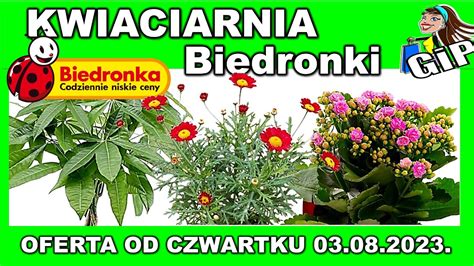 BIEDRONKA Oferta Promocyjna Od Czwartku 03 08 2023 Ulubione Kwiaty