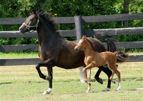 The Crown Jewel. Hackney pony filly at 12 days old. She shows the ...